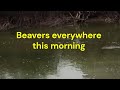 Walker River beavers everywhere around camp!