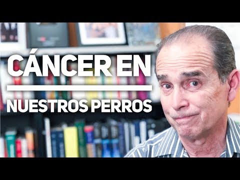 Video: Cómo La Historia De Un Propietario Con Cáncer Decide El Tratamiento Del Cáncer Para Mascotas