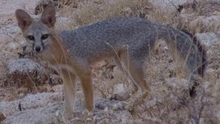 Gray Foxes in the White Tank Mountains of Arizona