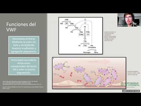 Vídeo: Enfermedad De Von Willebrand: Síntomas, Tratamiento, Tipos, Diagnóstico