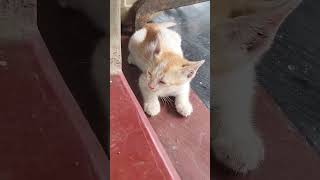 Cat  Kamin Slow Version   cat vlog kamin  short