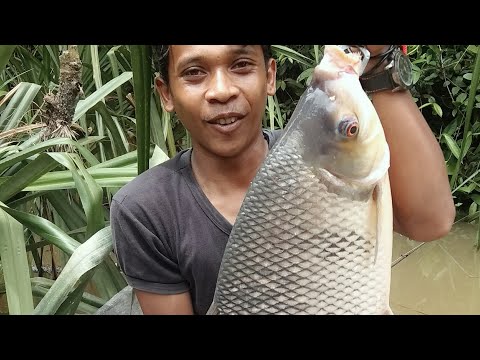 Video: Ikan kelabu: perihalan dan habitat