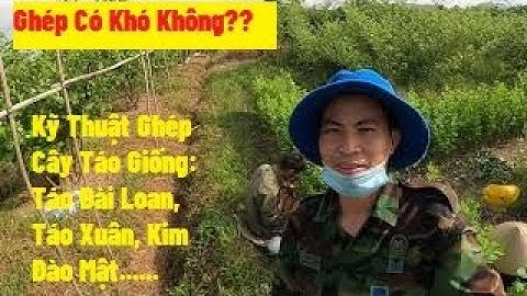 Hướng Dẫn Cách Ghép Cây Táo Đài Loan Từ Cây Táo Dại, Kỹ Thuật Ghép Cây Táo GiốngINui Doi Luc Ngan 98