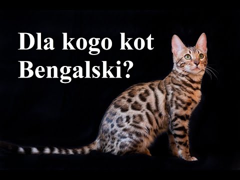 Wideo: Rasy Kotów: Bengalski