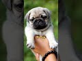 Top 10 most cutest dog in the world  shorts top10 top10shorts dogs cutedog dogbreeds puppy