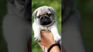 Top 10 most cutest dog in the world 🌎 #shorts #top10 #top10shorts #dogs #cutedog #dogbreeds #puppy screenshot 3