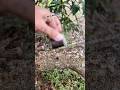 A geocache magnetically attracted to a tree?? #geocaching