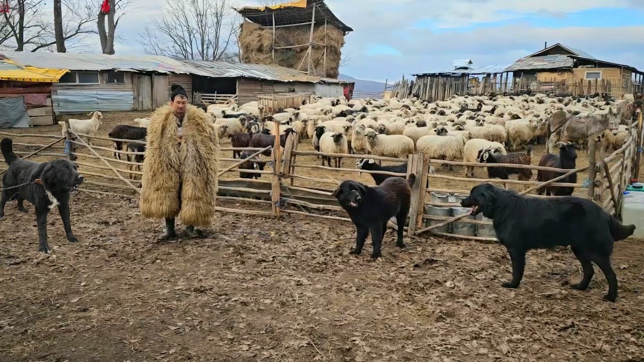 PESTE 20 DE CAINI CIOBANESTI PAZESC STANA CIOBANULUI MARIN CHIOJDEANU.URSUL NU POATE PATRUNDE.