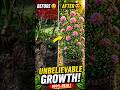 “UNBELIEVABLE GROWTH!” #shorts #plants #gardening #farming #growth #youtubeshorts