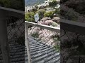 小田原城天守閣からから見る桜🌸と箱根方面 チャンネル登録お願い致します😊 #城 #ゆず