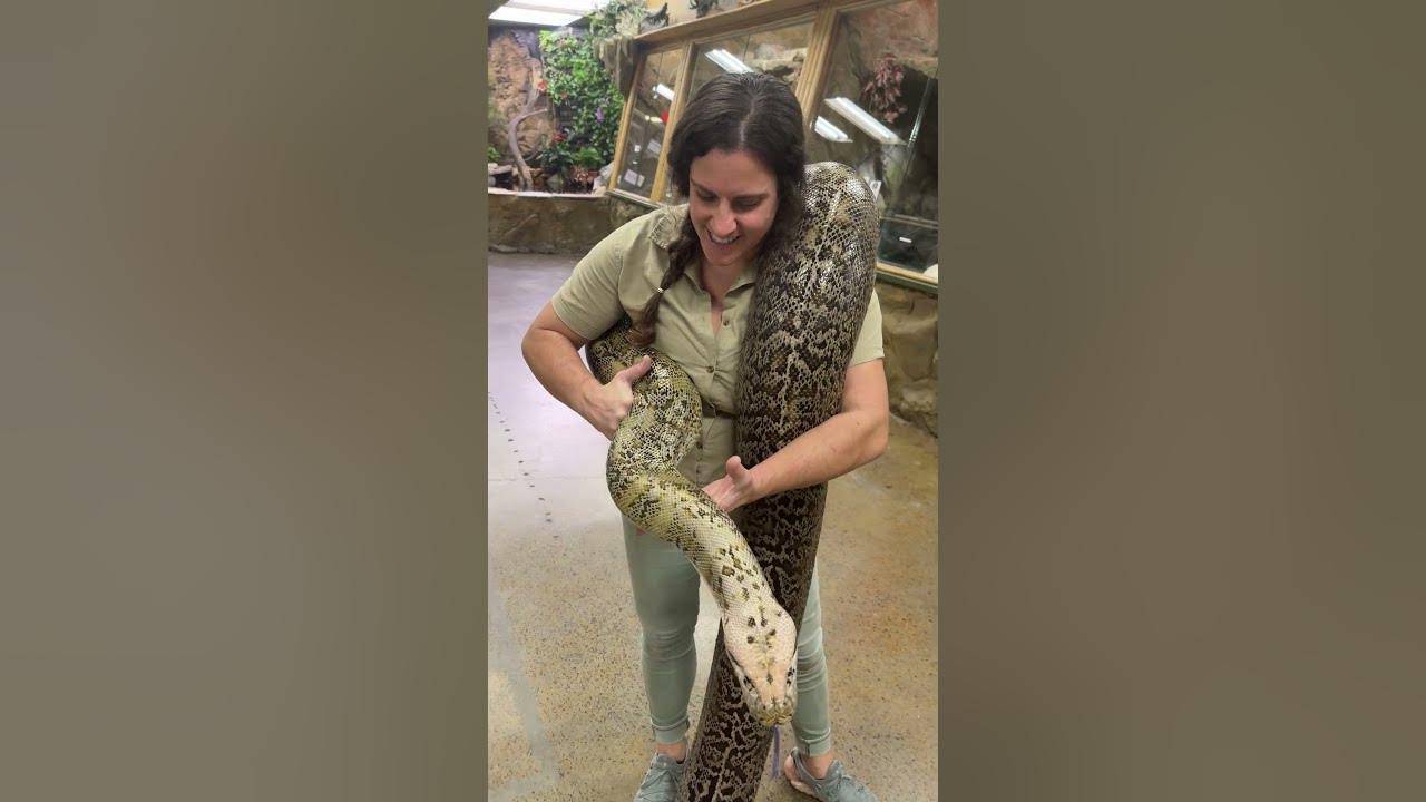 Giant Beautiful Burmese Python In The Zoo!! 😱🐍 - YouTube