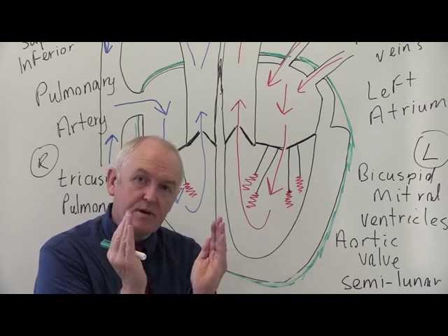 Cardiovascular System 1, Heart, Structure and Function class=