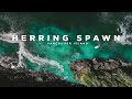 Herring spawn  winter harbour vancouver island bc