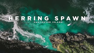 Herring Spawn | Winter Harbour, Vancouver Island, BC