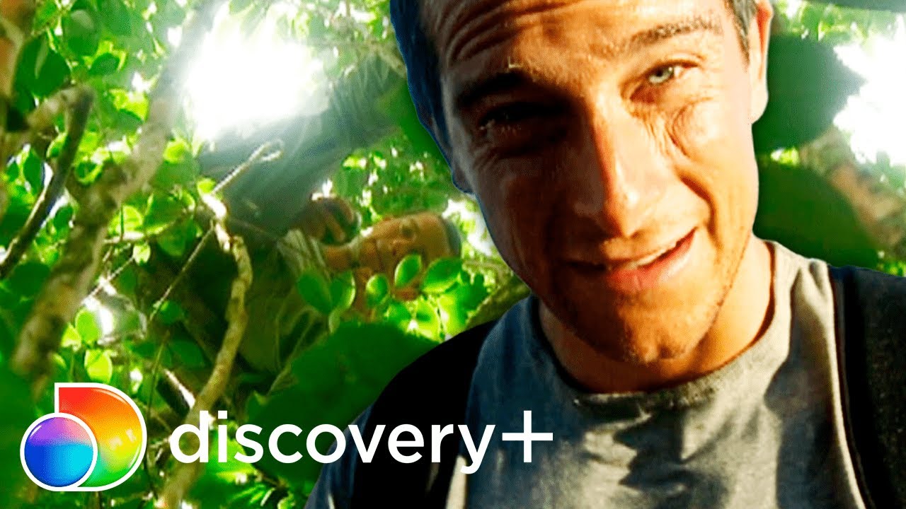 Bear encontra abacates na floresta do vulcão Kilauea | À Prova de Tudo | discovery+ Brasil