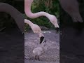 Is That Flamingo Biting Its Wife Flamingo Parenting