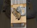 たまにシンクロする猫兄妹 【サイベリアン】 #Shorts