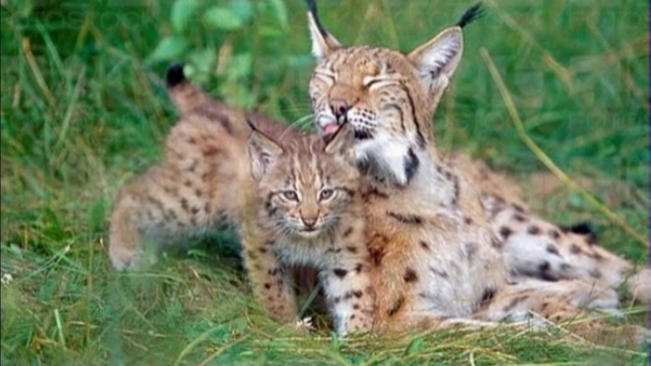 Super Cute Lynx Youtube Super Cute Lynx Youtube