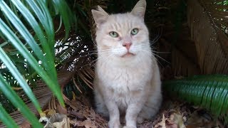 ソテツの下の野良猫、今日は出てきてくれました。