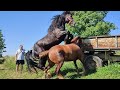 КОБИЛА З ЧЕРНІВЕЦЬКОЇ ОБЛАСТІ ПРИЇХАЛА🚚 ДО ГЕРМЕСА/PERCHERON ГЕРМЕС💣💣💣