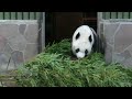 2022/10/12t　大きいから無理やって。