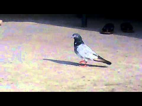 high flyer Pigeons Saqib jarral (saki) kotla  jang...