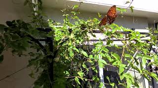 Slow Mo Butterfly