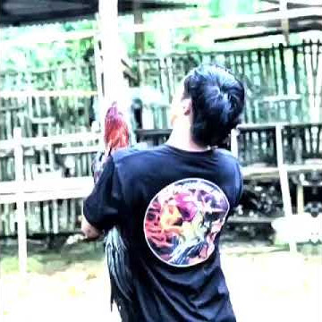 story wa pecinta ayam aduan