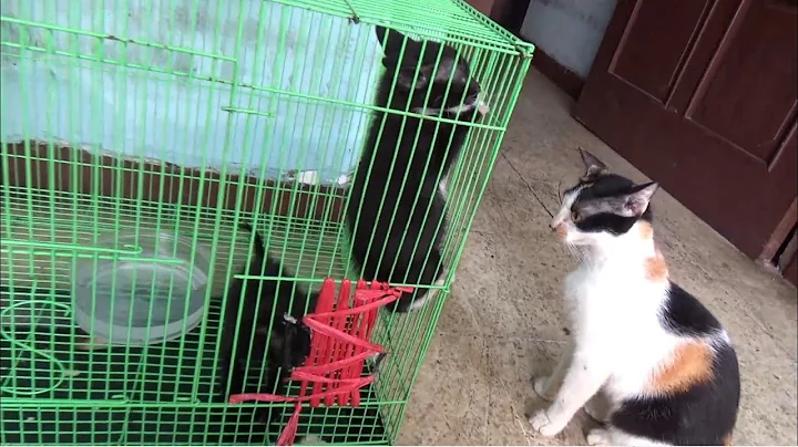 Watch the video about Lucunya kucing kecilku