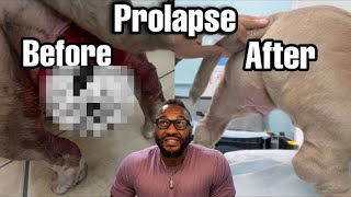 How to FIX Dog Vaginal Prolapse with Taddy the Vet