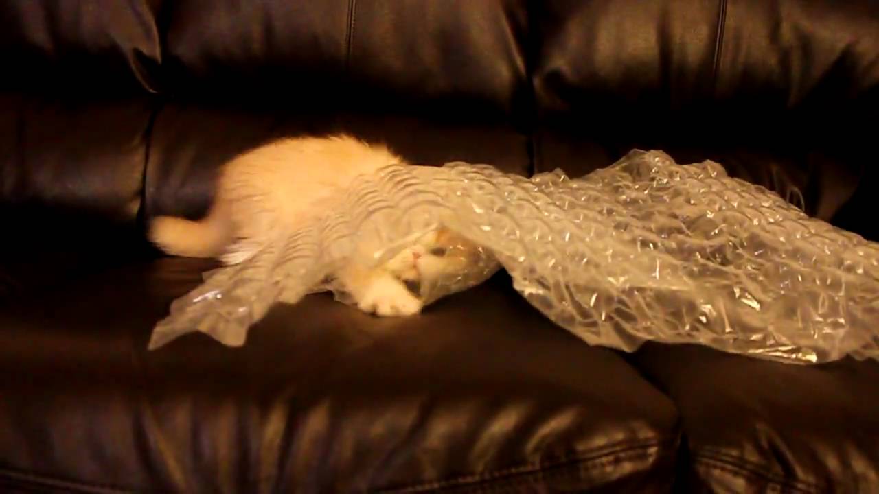 Cream white persian kitten playing with bubble wrap