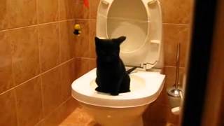 Как приучить кошку к унитазу:) Как приучить кошку к унитазу:)