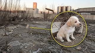Small Puppy Found With Garbage Wouldn't Stop Shaking Until This Happened | Paw Squadron Stories