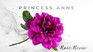 Princess Anne Rose Review