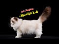 قط راغدول من أجمل أنواع القطط معلومات وحقائق عن هذه السلالة 