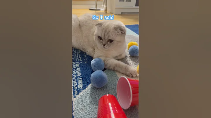 Watch the video about English sentence 😂 #kikicutekitty #funny #comedy #jokes #school #english #relatable #scottishfold
