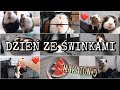 DZIEŃ ZE ŚWINKAMI🐷 PigVlog