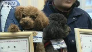 かわいすぎる警察犬が子ども見守る「課長」に（12/01/11）