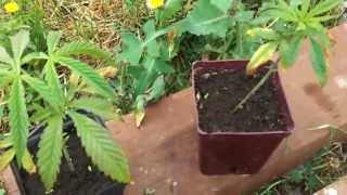 Washington Outdoor Medical Marijuana- A couple seedlings