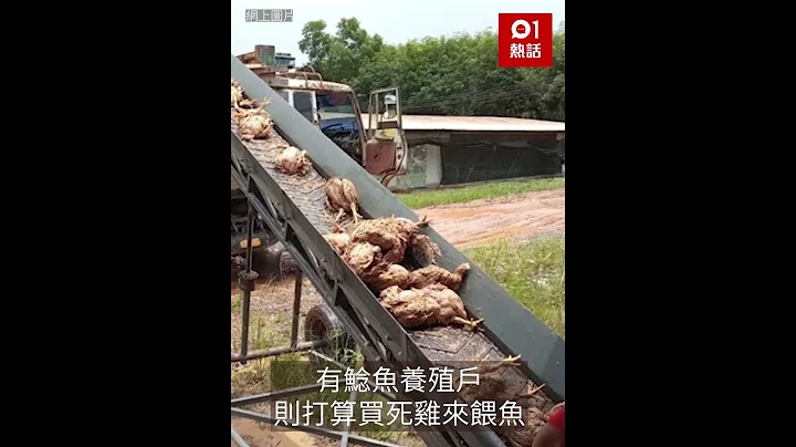 恐怖！泰洪水湧入家禽養殖場　14萬隻雞淹死堆成「死雞山」極震撼 - 天天要聞