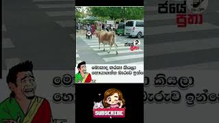 Plz Subscribe කරන්න 🙏❤️Sinhala Funny Meme #𒆜foryou  #funny