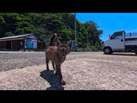 Arrived at Cat Island… The Familiar Harbor Cats Came to Welcome Me