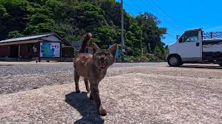 【猫島上陸】フェリーを降りると港でいつもの猫たちがお出迎えしてくれた