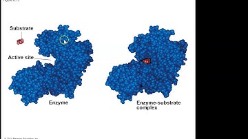 Chapter 8 Enzyme Function