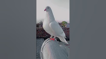 #loft #youtubeshorts