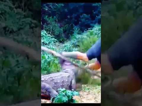 80-Year-Old Man Fights Off 10-Foot Alligator in Florida – Shocking Survival Goes Viral! 🐊🔥#shorts