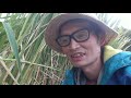 【たねとりYoutuber】マコモを喰らう