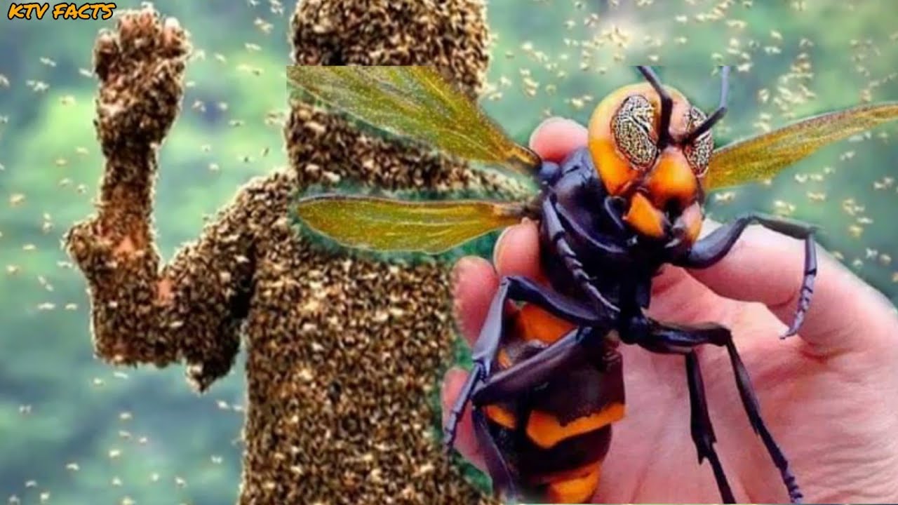Daga Insect Malaki pa sa Daga?10 Pinaka Delikado na Insekto sa Buong Mundo - YouTube