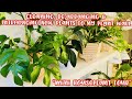 Cleaning, Re-Arranging & Introducing New Plants to My Plant Wall || MINI HOUSEPLANT TOUR