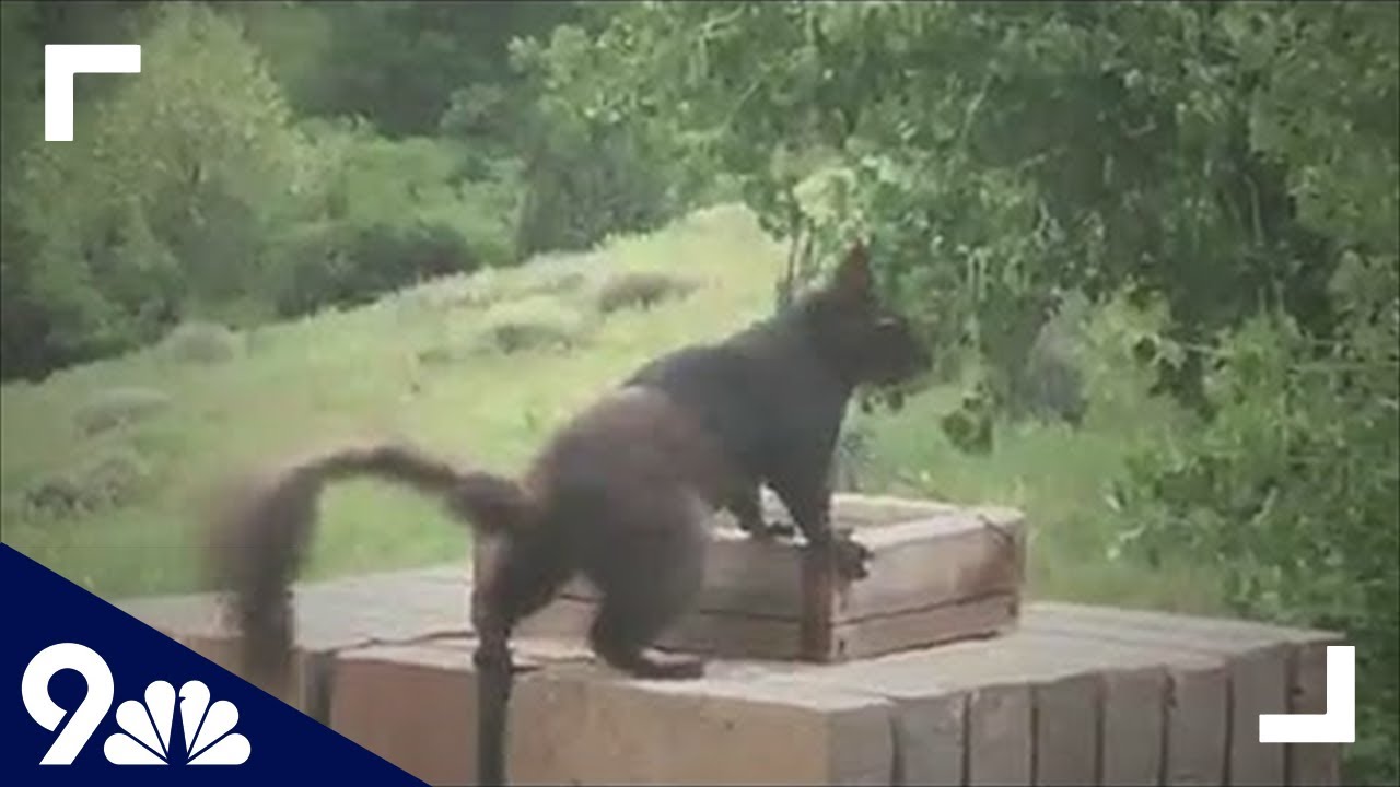 Rare sighting of melanistic squirrel